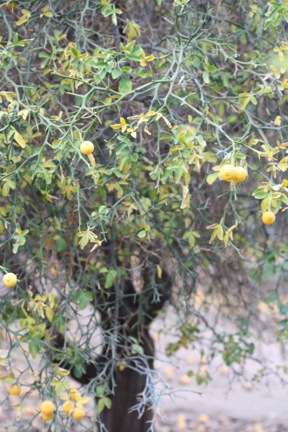            Habit (Riverside, CA)   